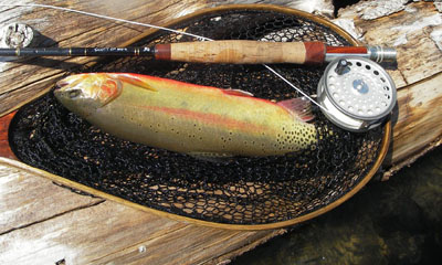 Golden trout, barnaby ridge lakes