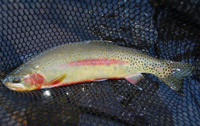 golden trout, rainy ridge